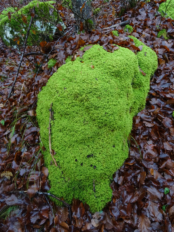 Cyathus striatus - Nidulariaceae